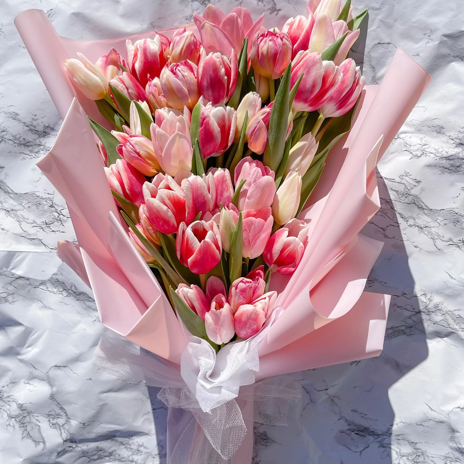 Hoa tulip Hà Lan
